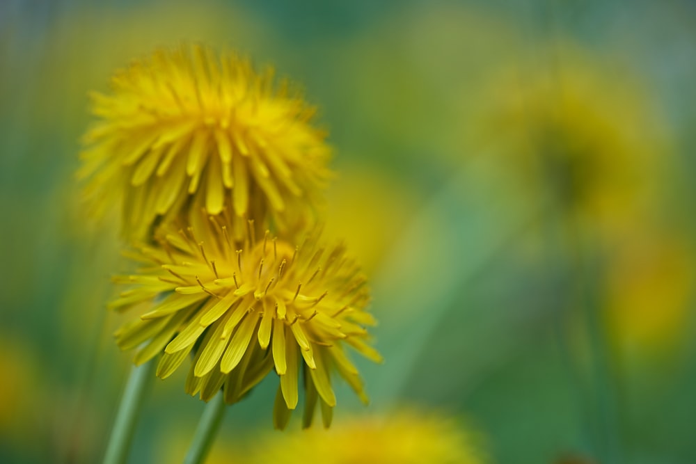 selective focus photography of yellow-petaled flower