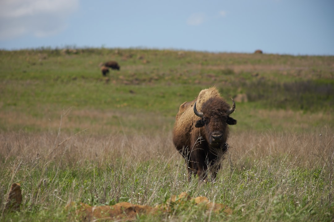 brown cattle standing on green grass