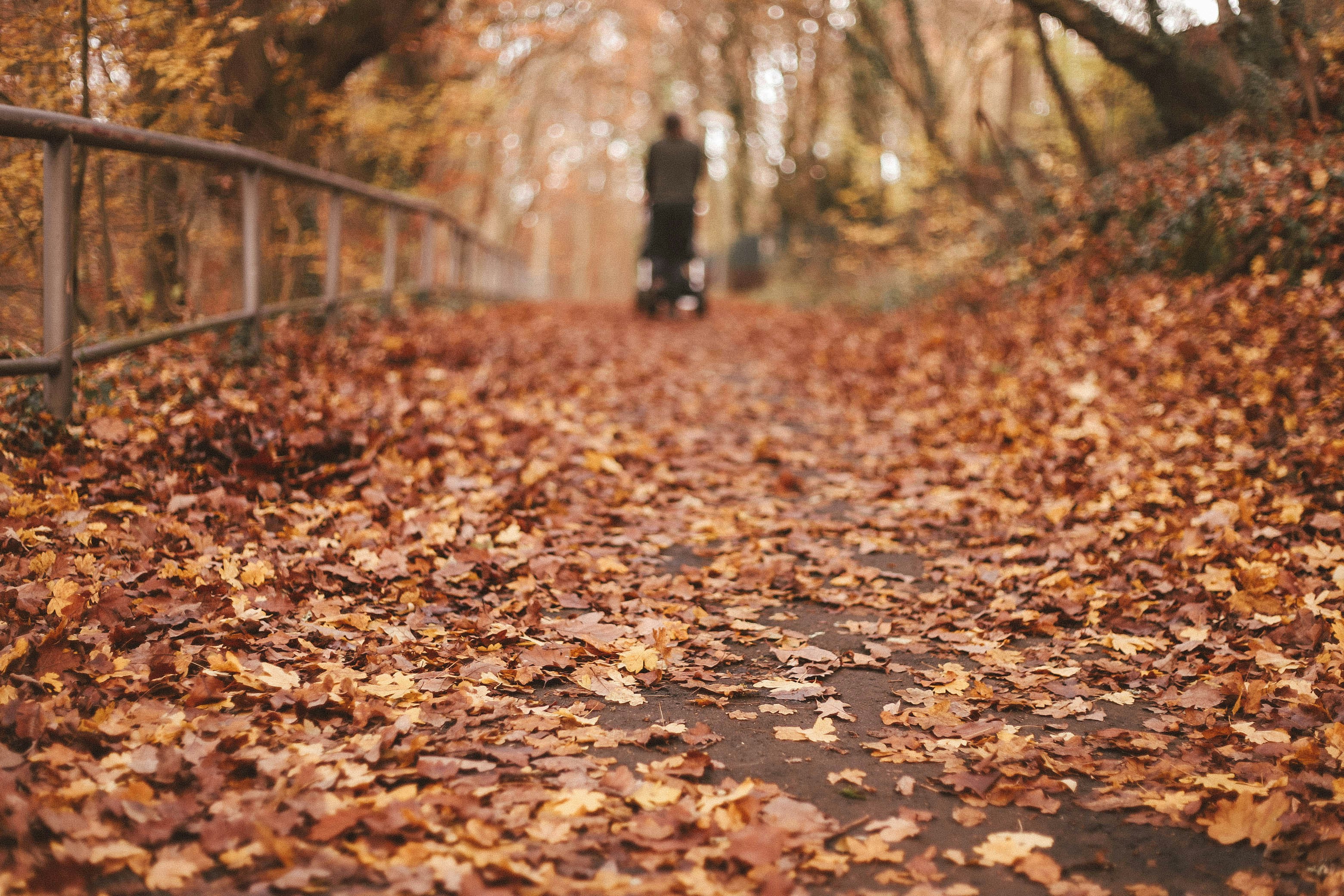 selective focus photography of falling maple leaves