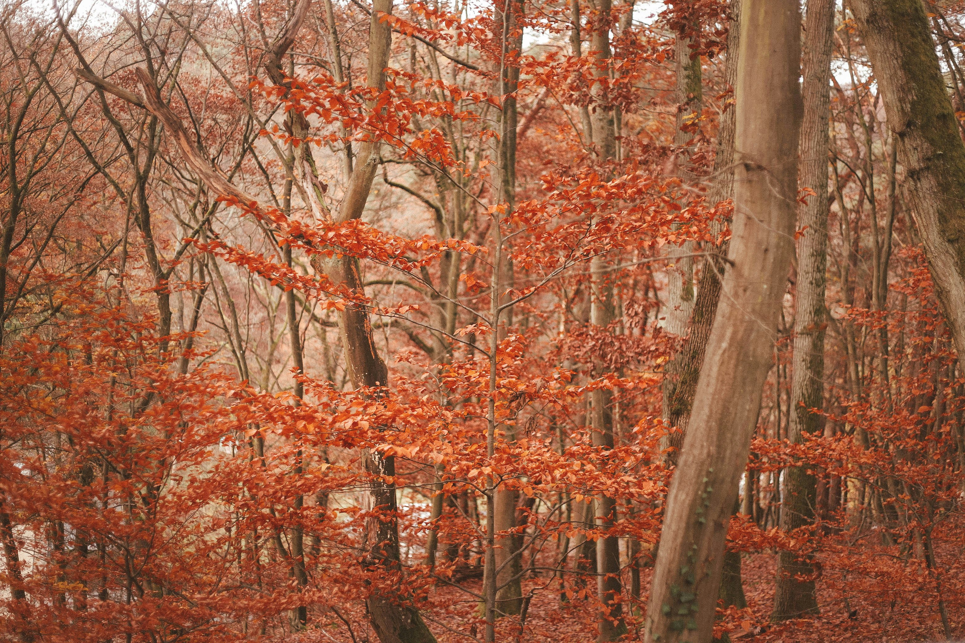 view photography of orange-leafed trees