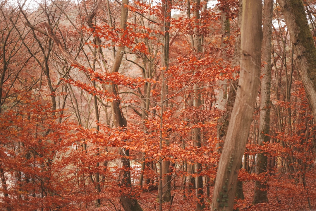 view photography of orange-leafed trees