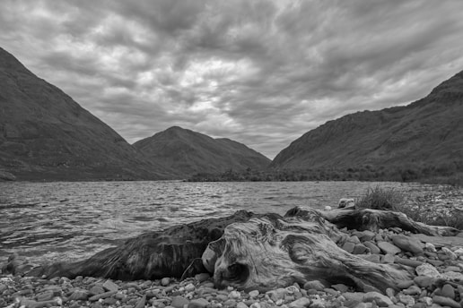 A serene landscape featuring a rocky shoreline with driftwood in the foreground and a tranquil lake. Majestic hills rise in the background under a cloudy, overcast sky, creating a dramatic atmosphere.