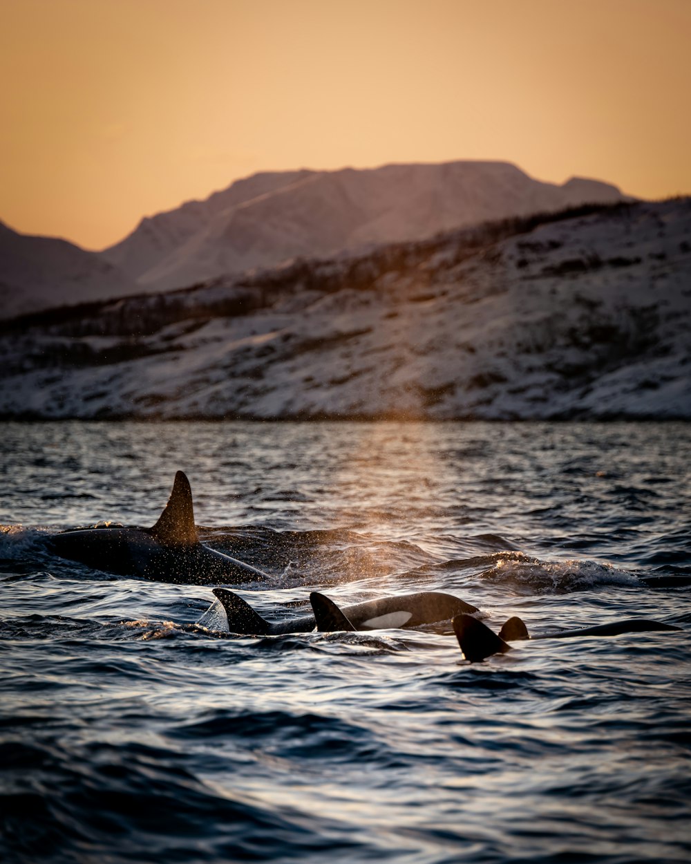 three killer whales floating on water