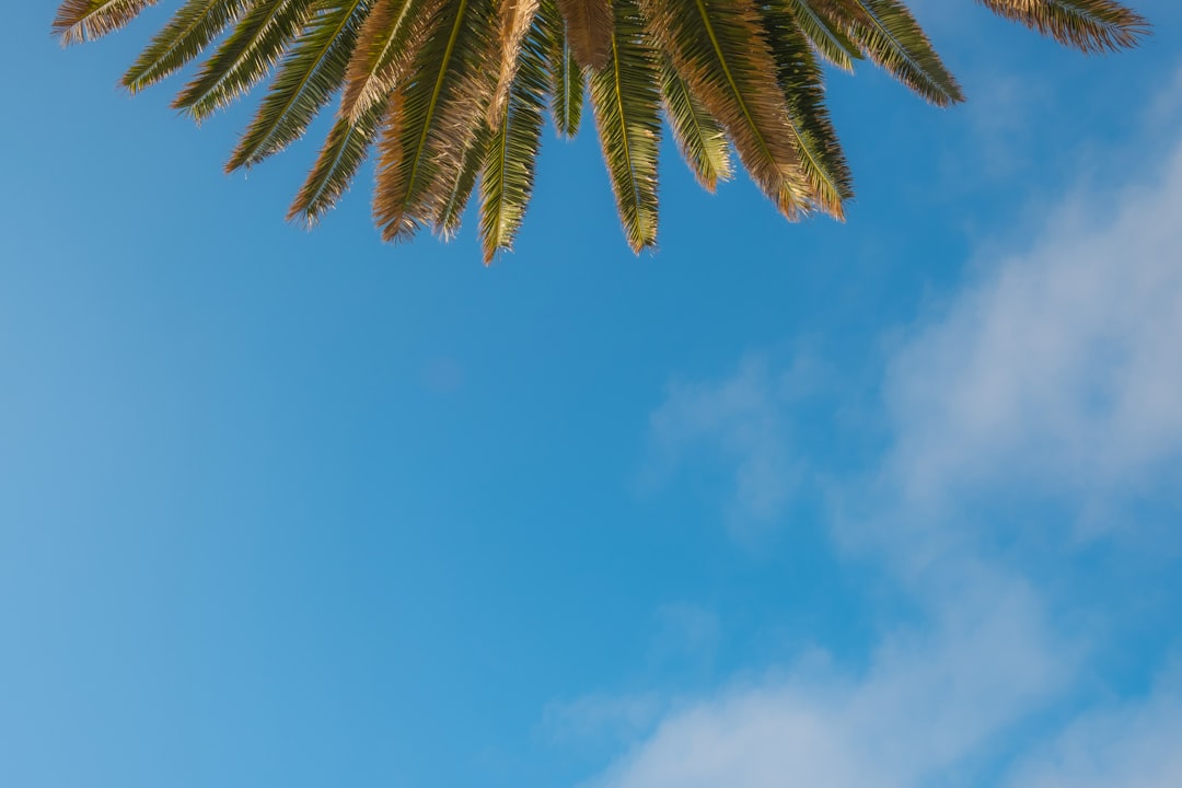 green palm tree under blue sky during daytime