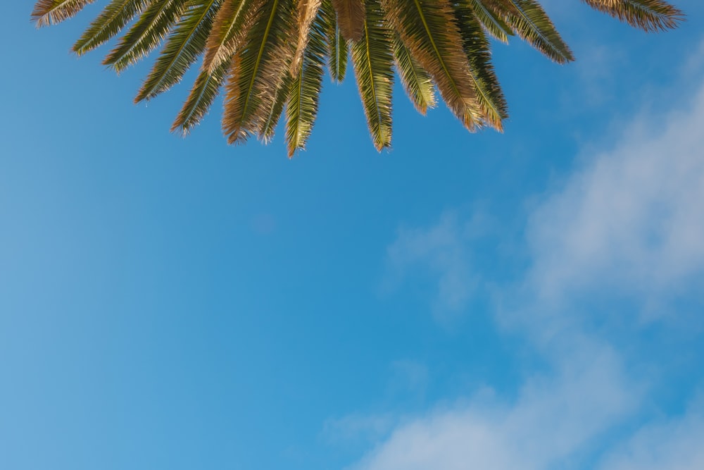 green palm tree under blue sky during daytime