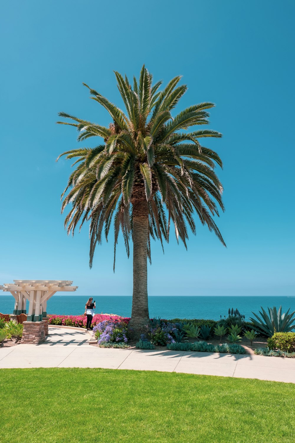 woman standing near green palm plant