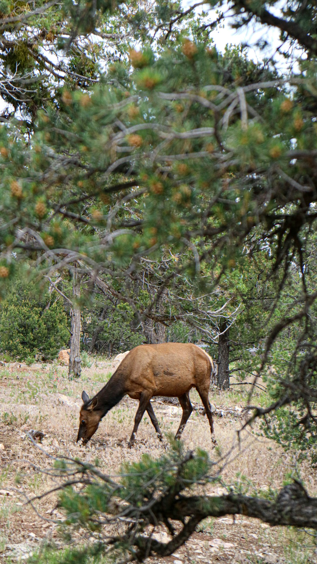 Elk Eating Grass