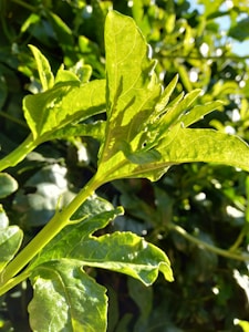Moringa Orgánica