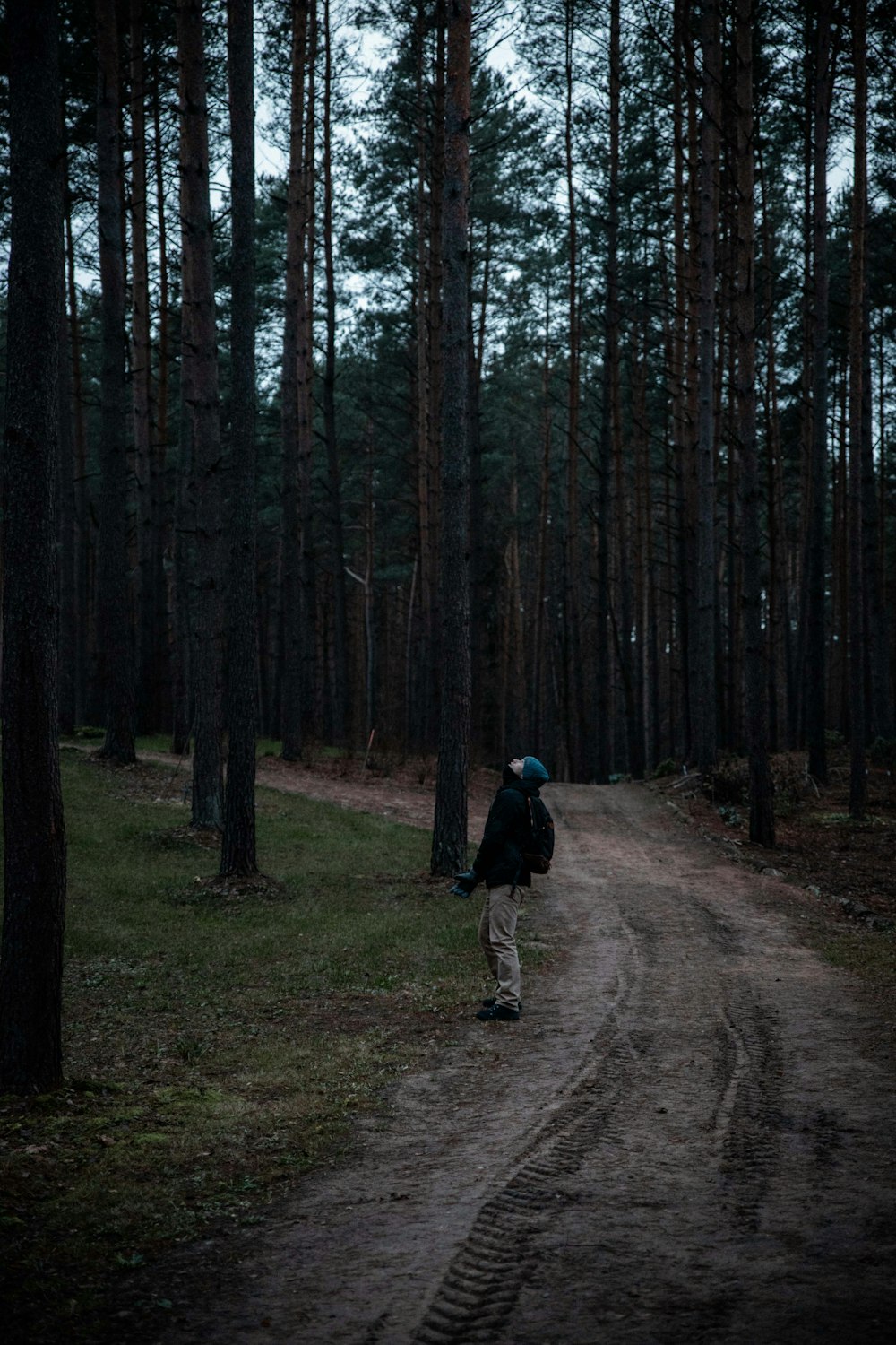 Sehen Sie sich die Fotografie eines Mannes an, der unter Waldbäumen steht