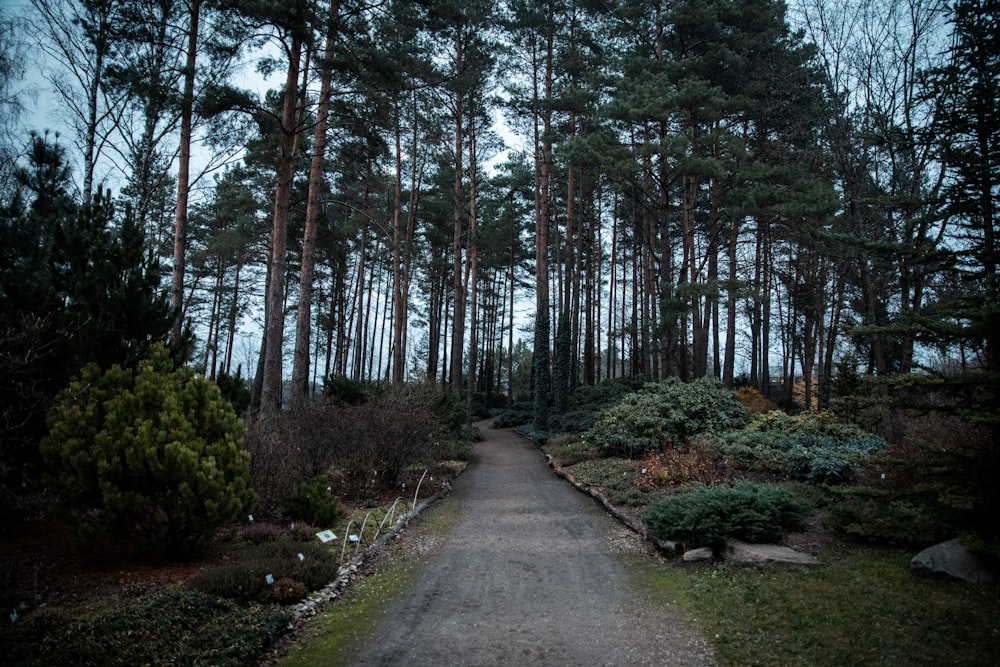 view photography of trees and garden