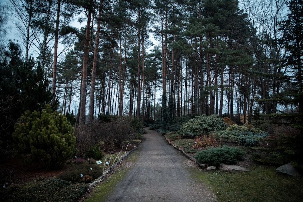 ver fotografia de árvores e jardim