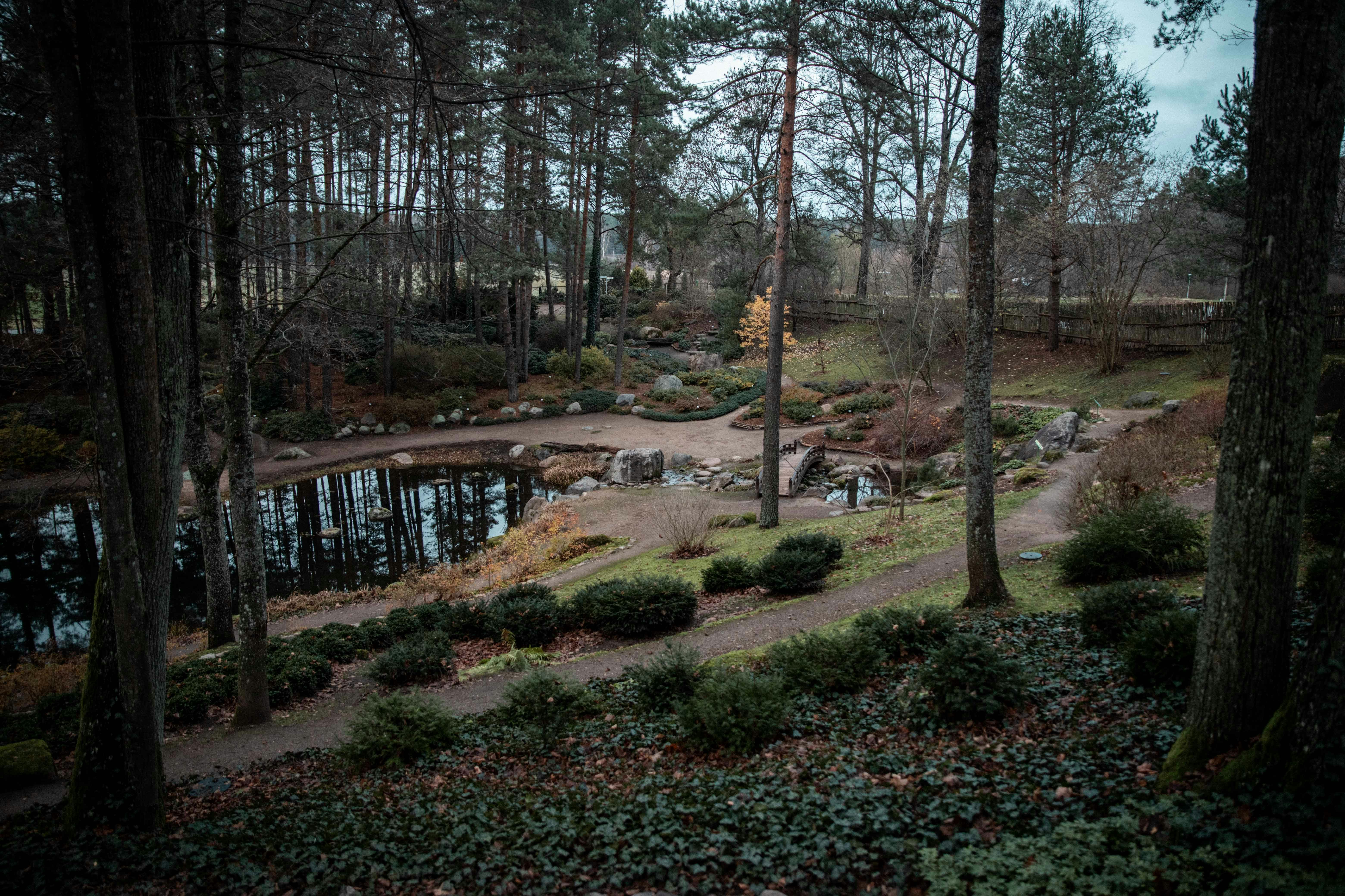 view photography of park with pond and trees