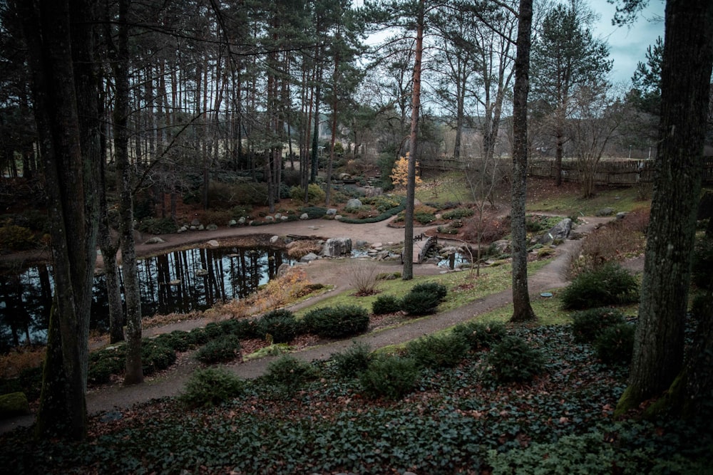 view photography of park with pond and trees
