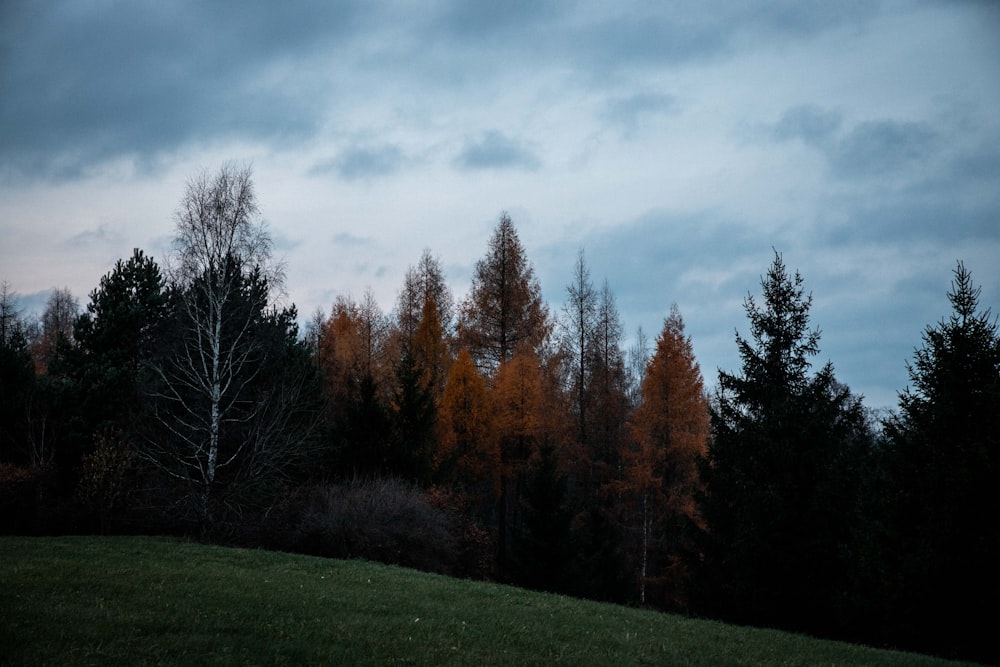 trees during day