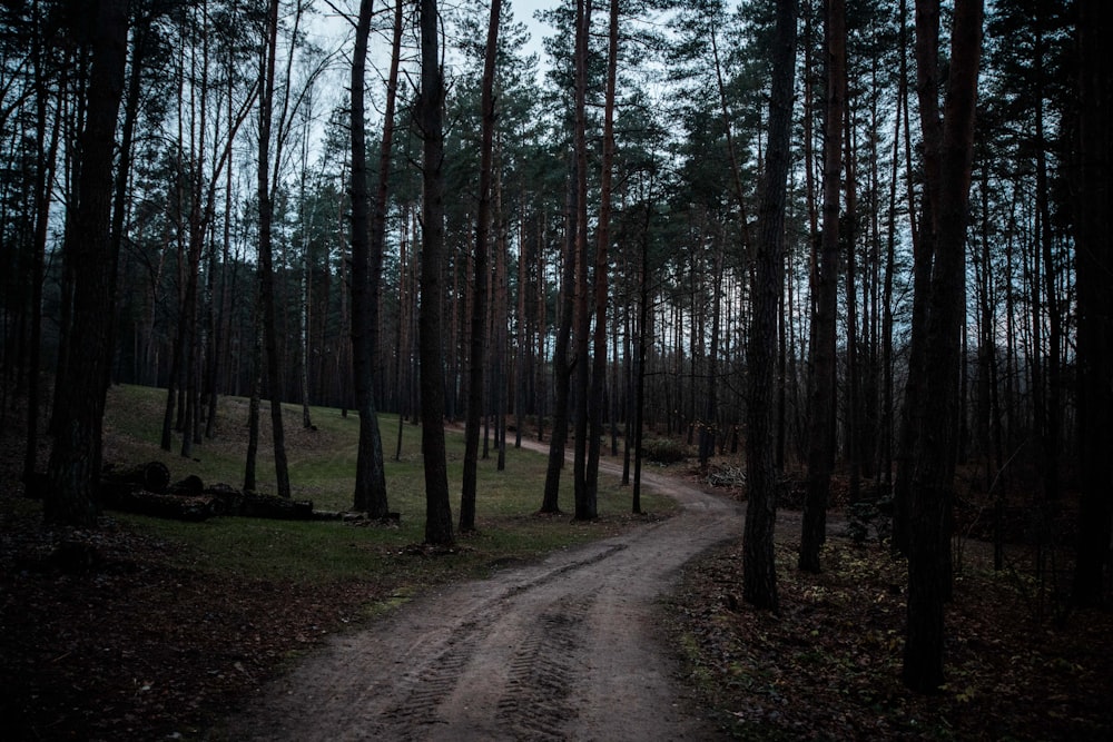 chemin de terre près des arbres pendant la nuit