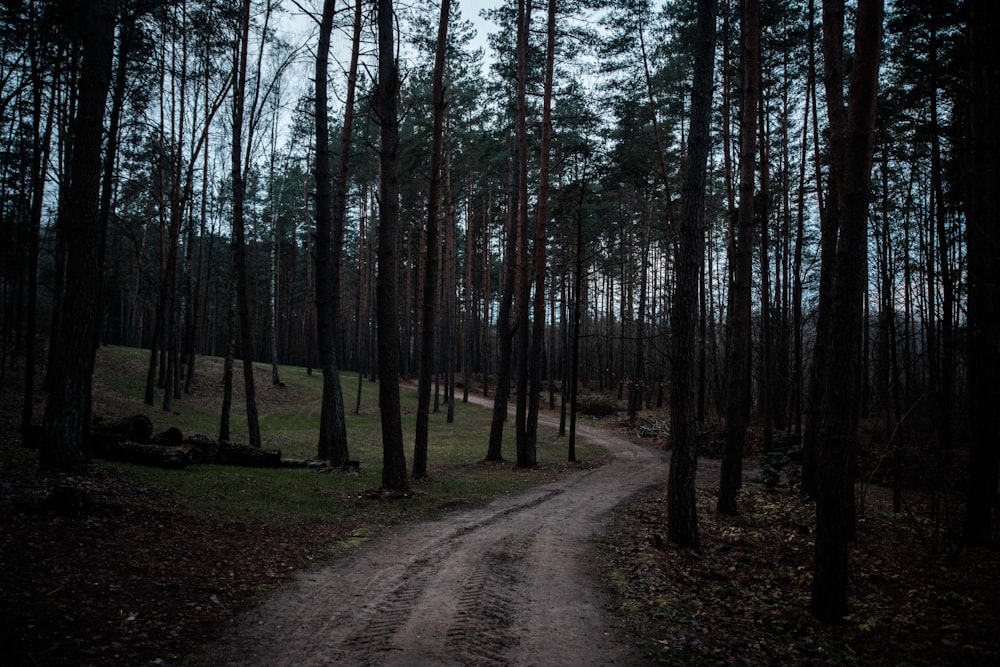 dirt road near trees during night