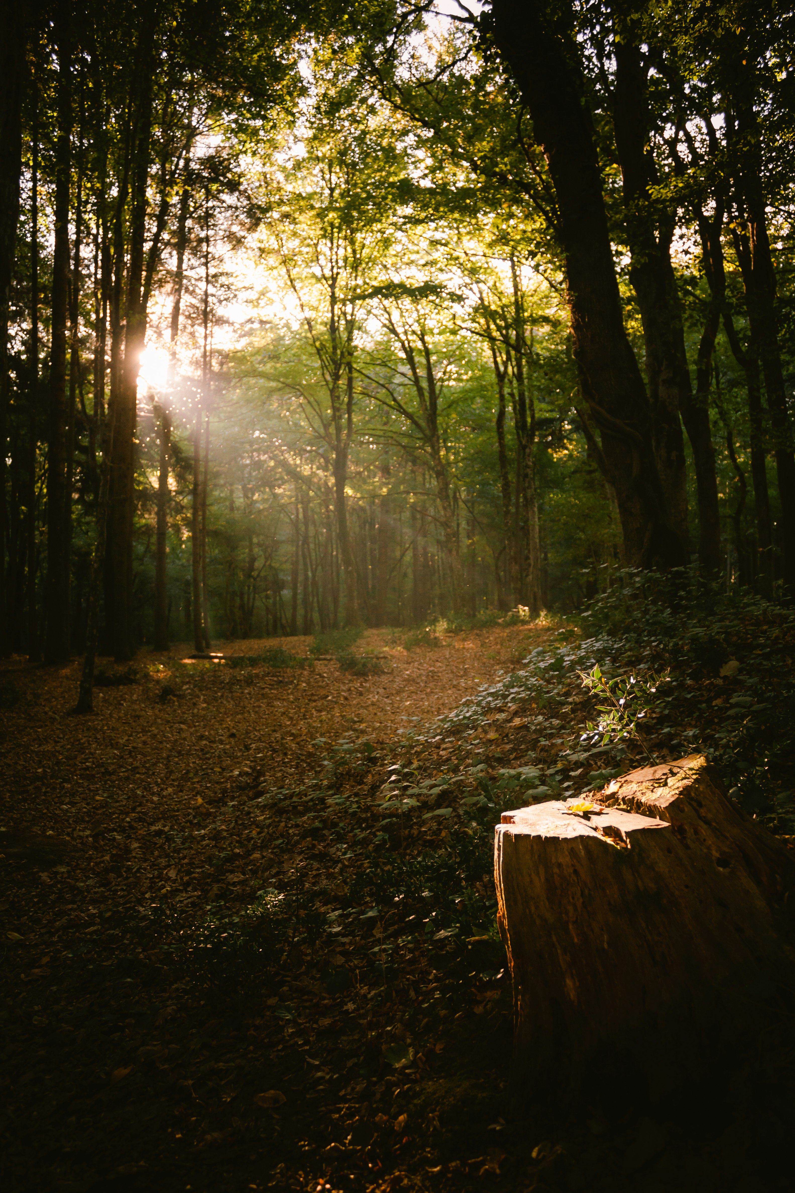 view photography of forest trees with sun rays