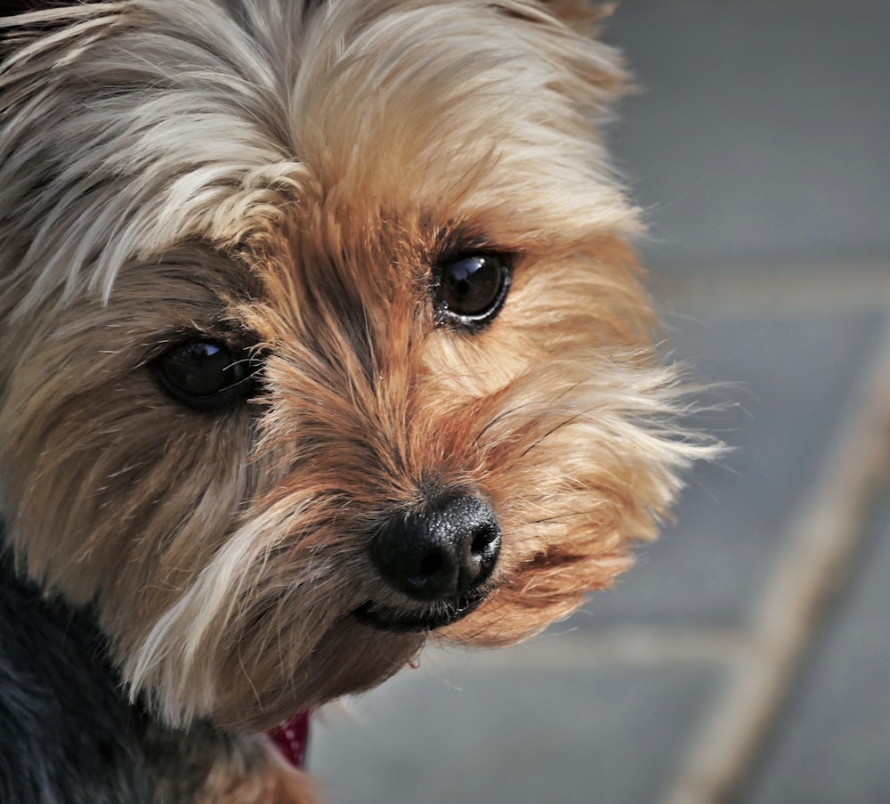 closeup photography of shih tzu