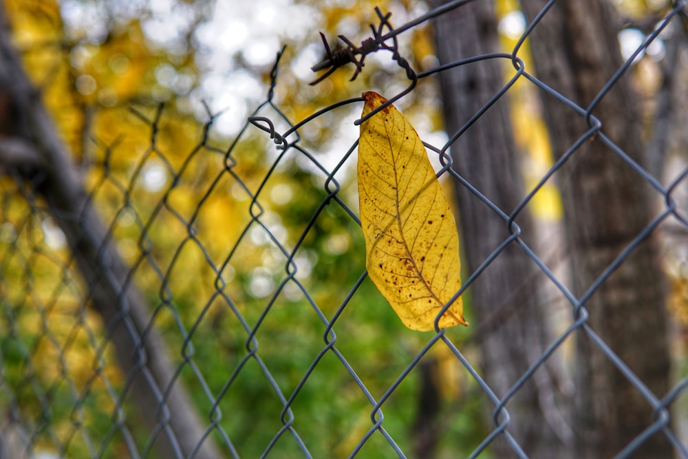 selective focus photography of leaf stock in chain link fence