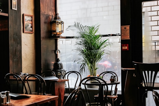 A cozy cafe interior featuring wooden tables and chairs with curved backs. A large potted plant is placed near a frosted window, adding a natural element to the scene. The soft glow of a lantern on a shelf contributes to the warm and inviting atmosphere.