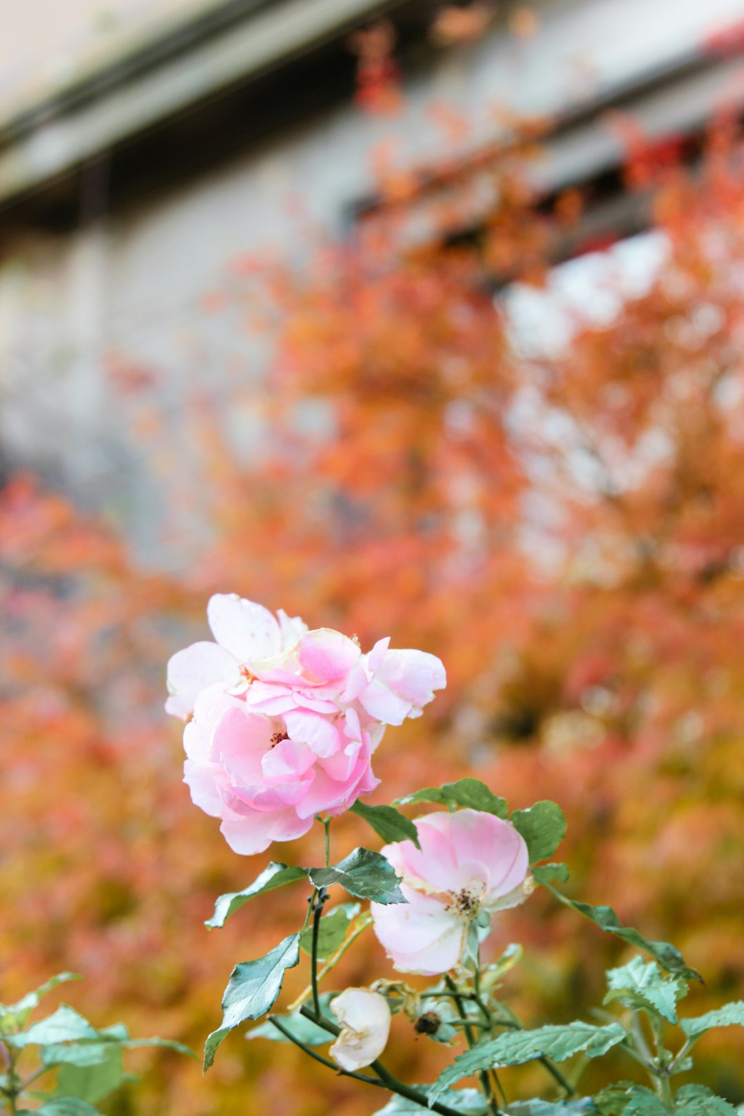 selective focus photography of pink Rose flower