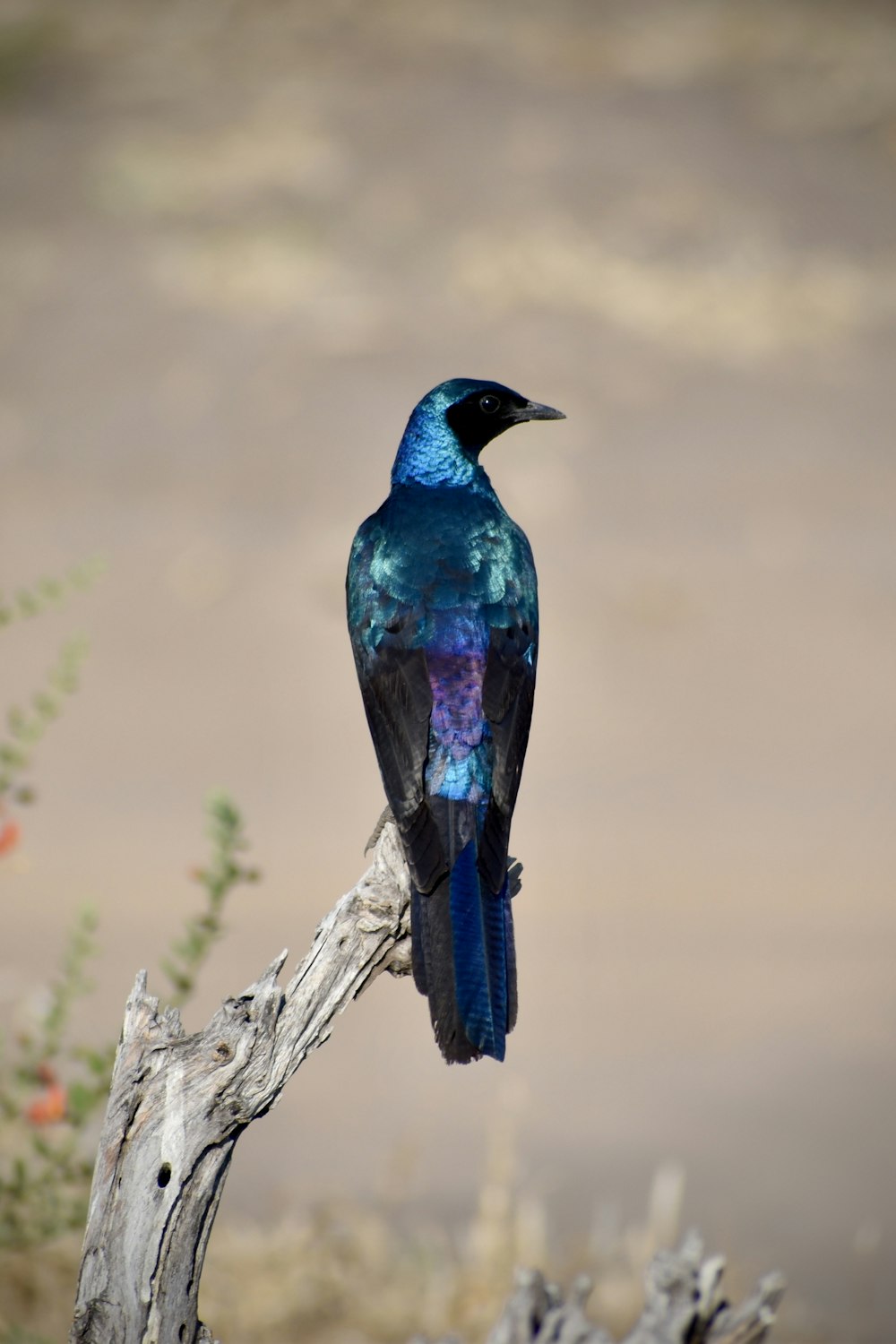 blue and purple bird on branch