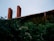 Two tall brick chimneys rise above the roof of a building covered in dense green foliage, creating a natural and rustic atmosphere.