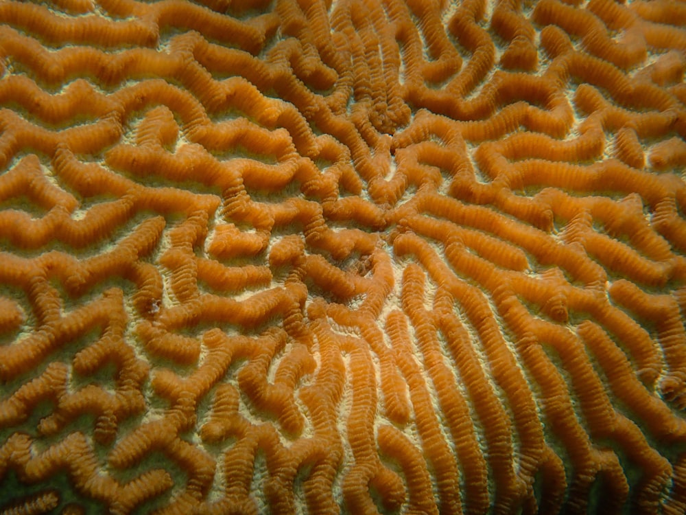 a close up of a coral with a lot of corals on it