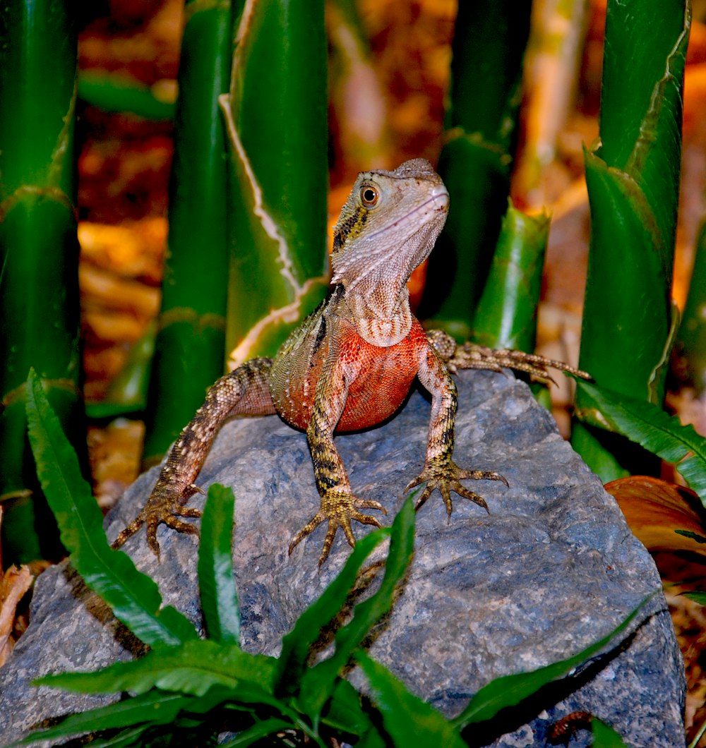 Fotografía de primer plano de iguana naranja, gris y marrón en piedra