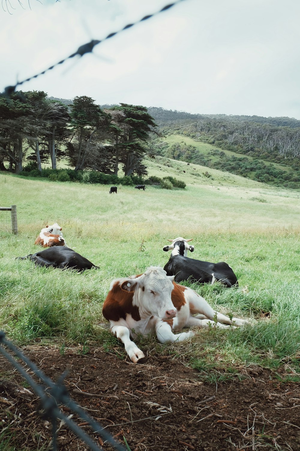 black and white coated cow