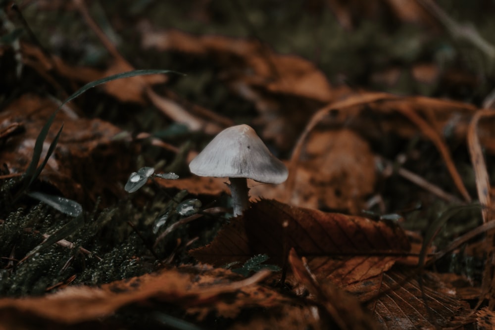 gray mushroom