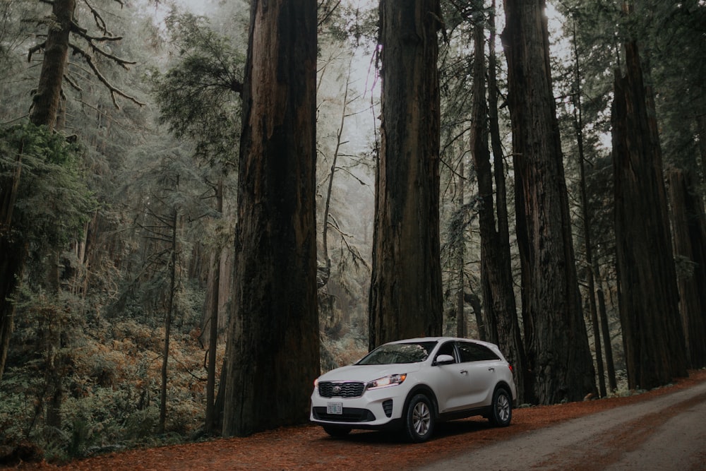 parked white SUV beside tree