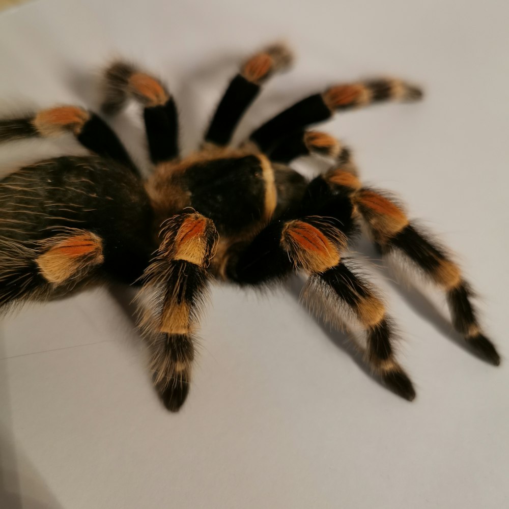 black and brown tarantula on white surface