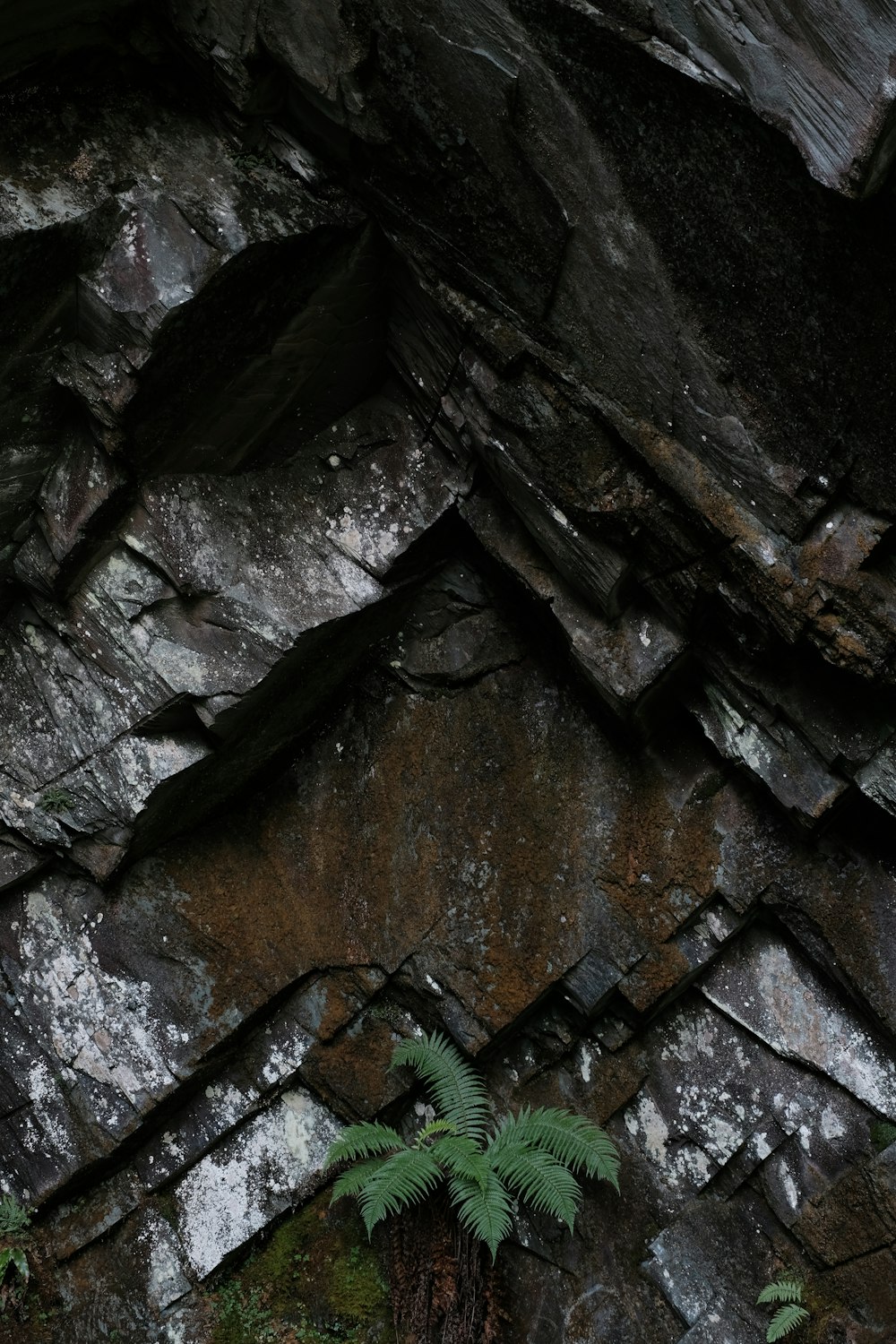 a plant growing out of a crack in a rock wall