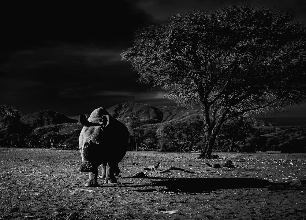 greyscale photo of rhinoceros