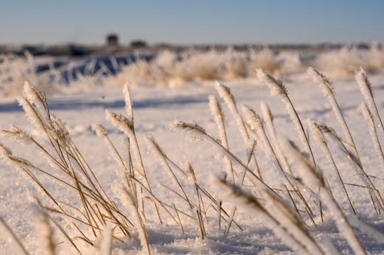 selective focus photography of snow covered flowers grass in Lethbridge Canada