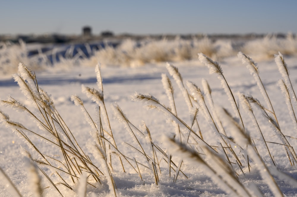 selective focus photography of snow covered flowers grass