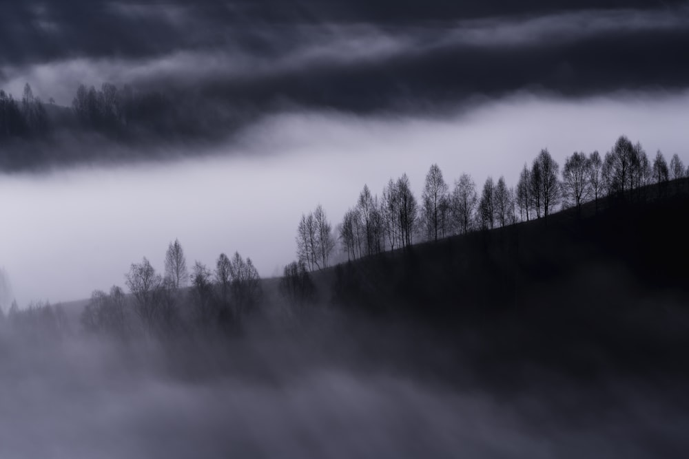 trees on slope during foggy weather