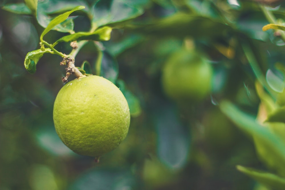 green lemon fruits