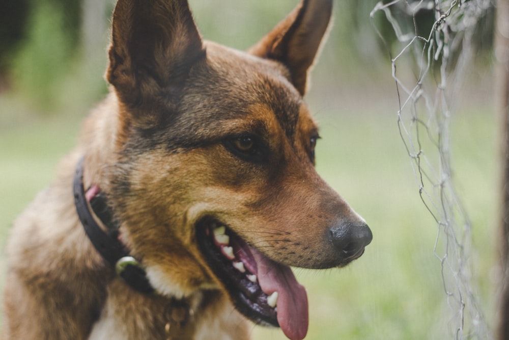 adult brown German shepherd