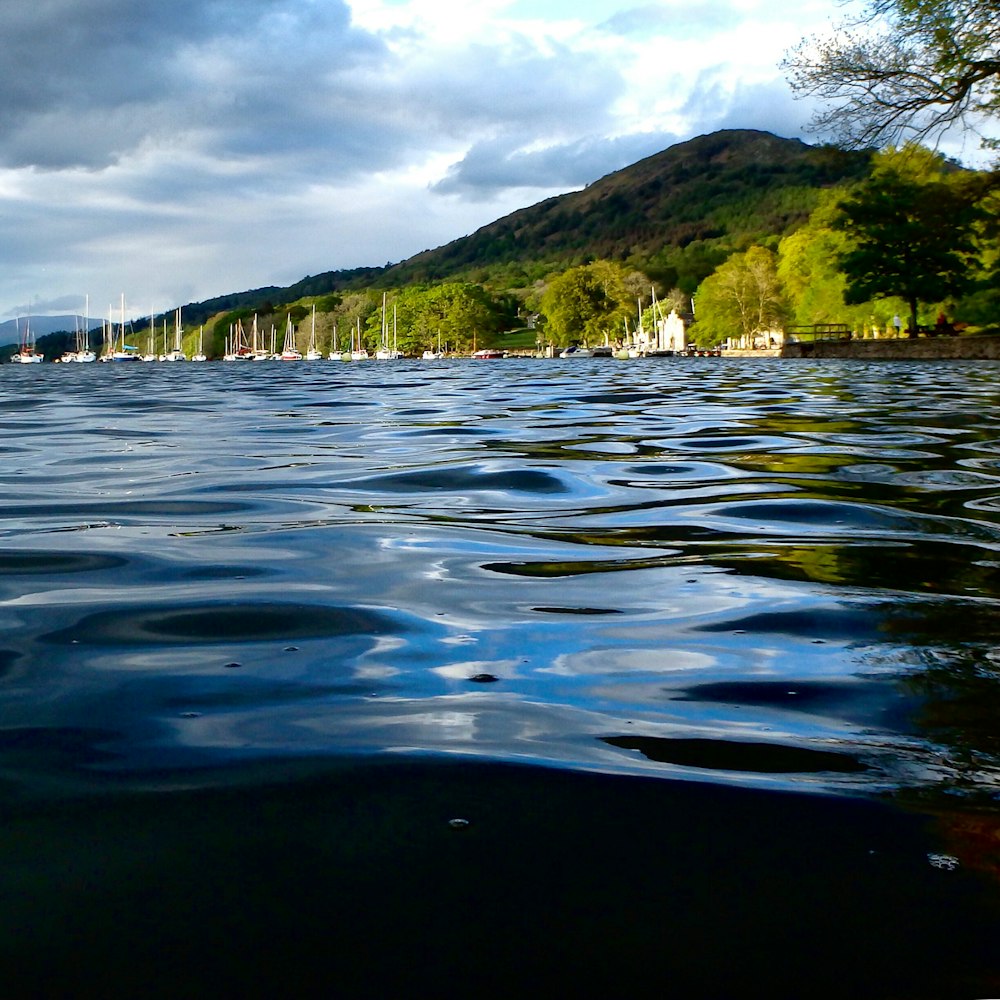 trees beside body of water