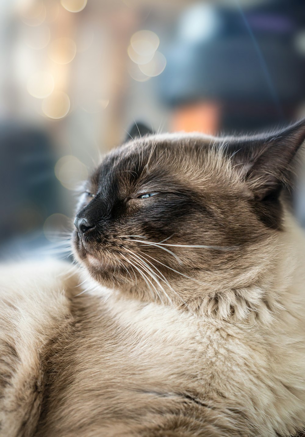 selective focus photography of cat