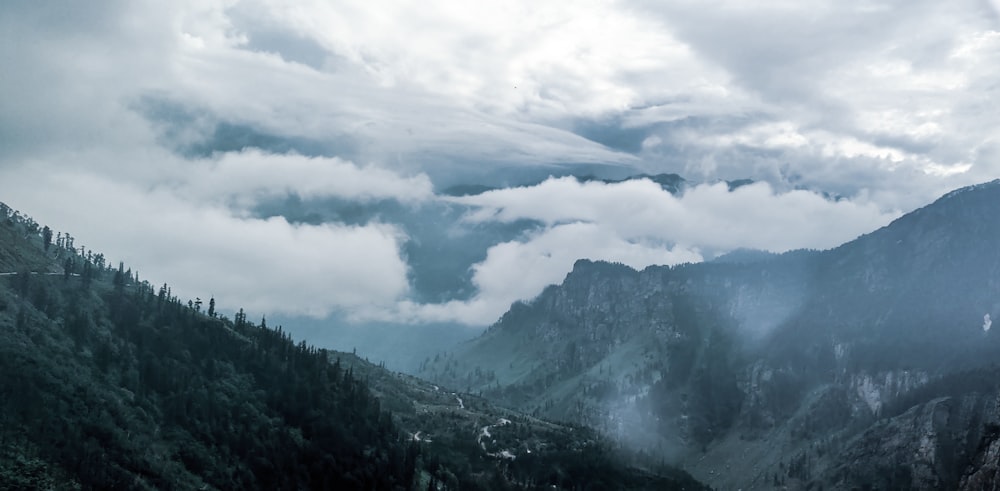 tall trees on mountain