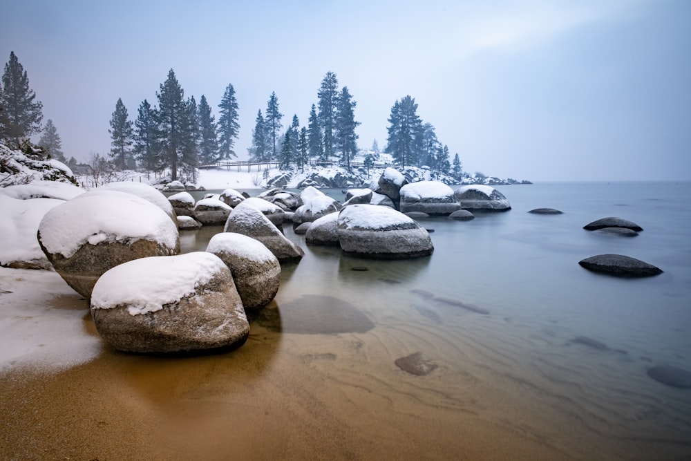 seashore and pine trees scenery