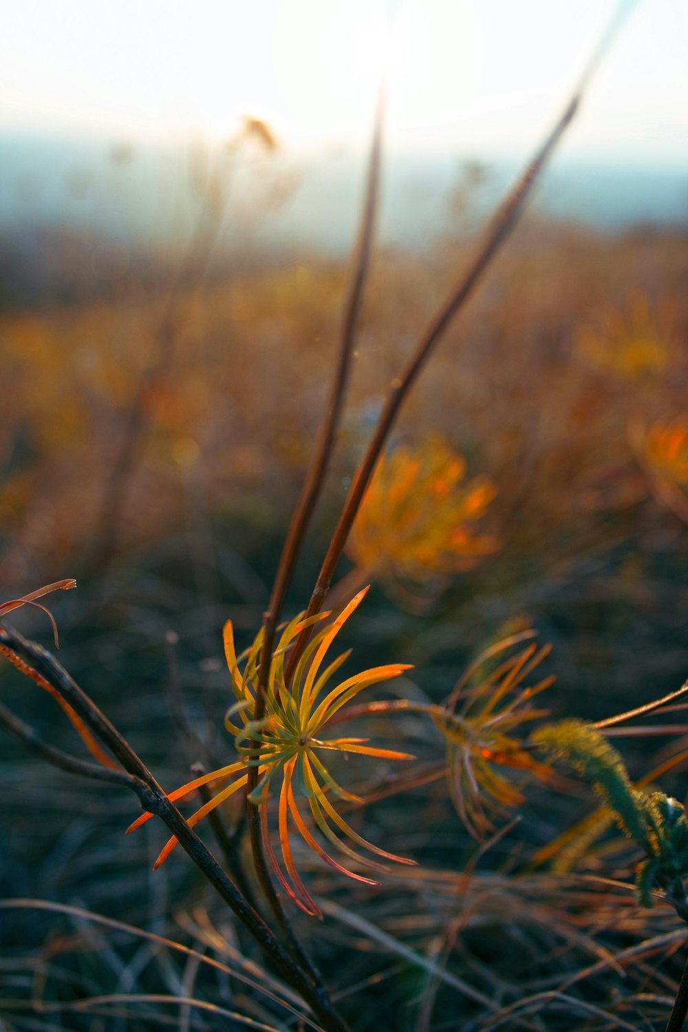 green grass field