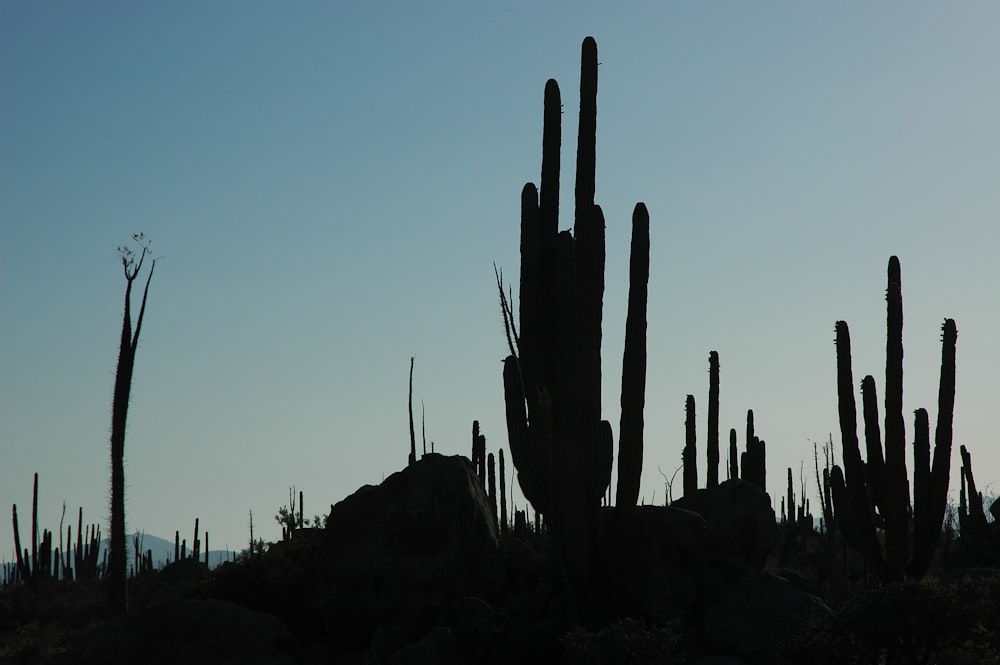 silhouette de paysage de cactus
