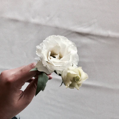 Close-up of a woman's hands gently holding a delicate flower over an off-white textured background.