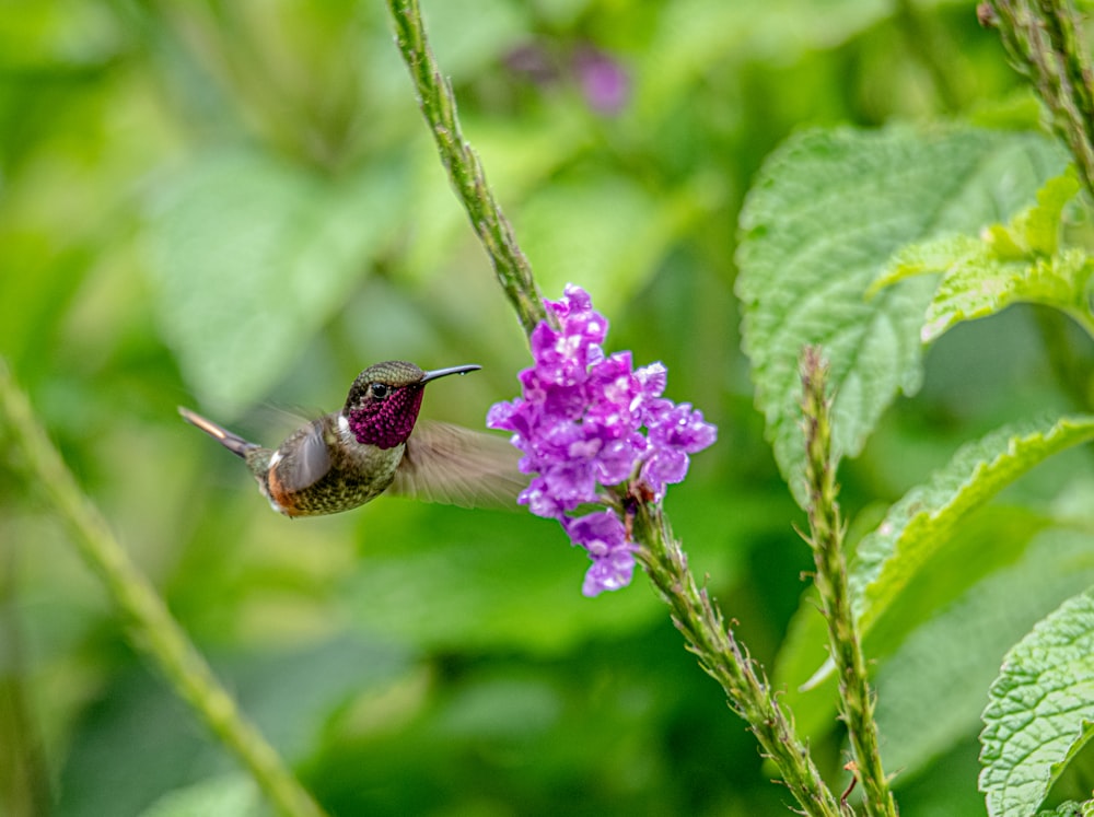 紫色の花の周りをハチドリが飛び回る
