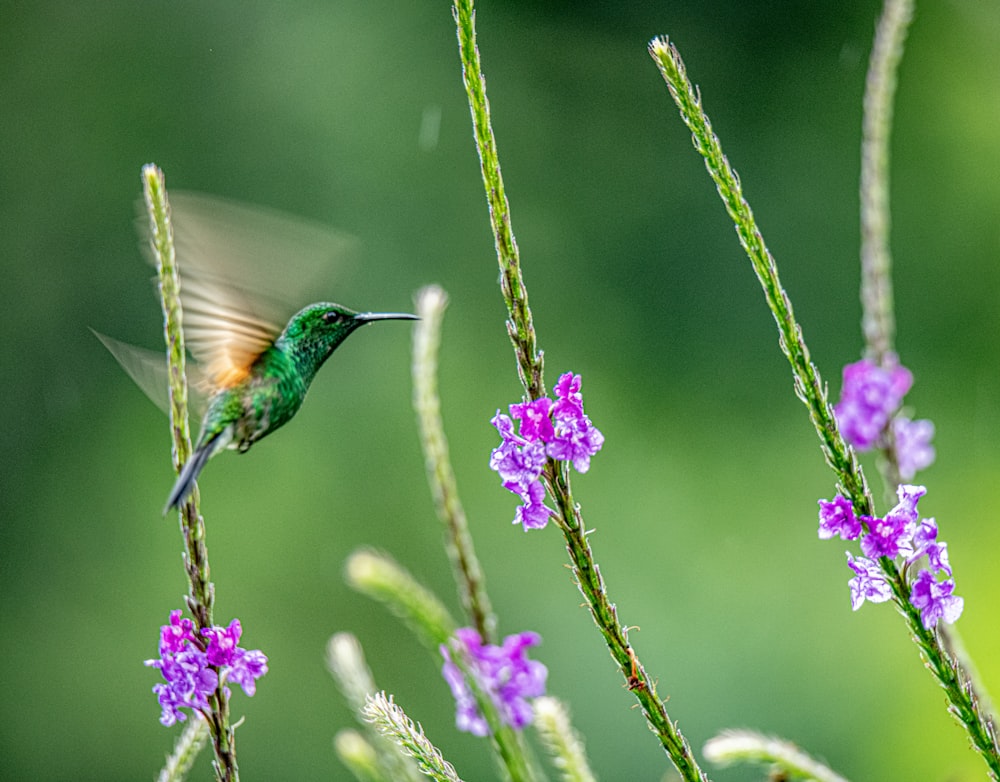 grüner Kolibri