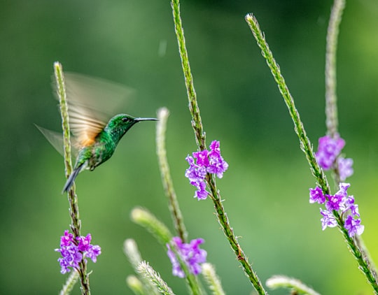 green hummingbird in Puntarenas Province Costa Rica